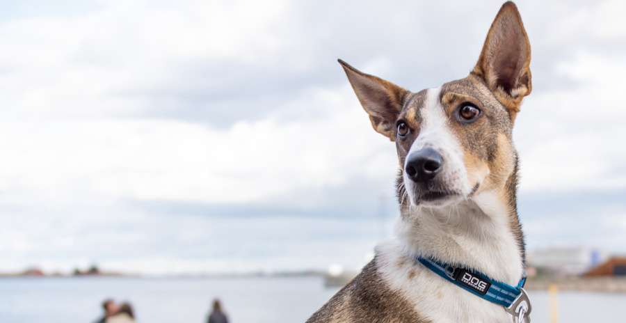 DOG Copenhagen (ドッグコペンハーゲン)